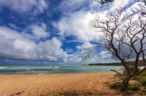 A beach with tree-0690.jpg A beach with tree-0690.jpg